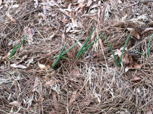 Planting a family onion before winter