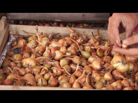 Planting a family onion before winter