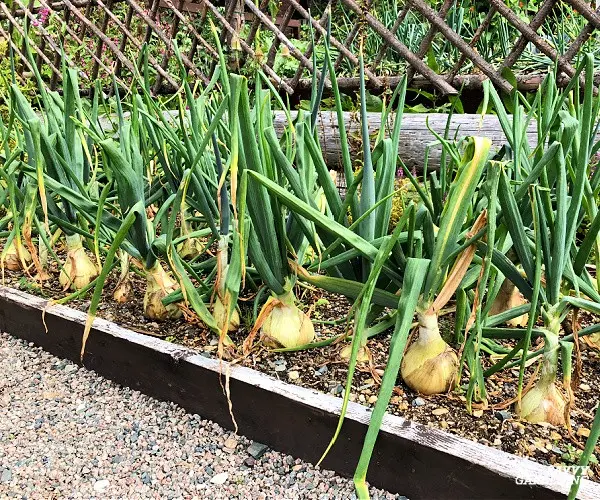 Planting a family onion before winter