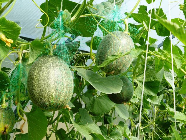 Planting a melon in a polycarbonate greenhouse