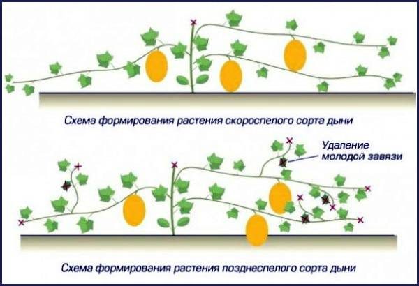 Planting a melon in a polycarbonate greenhouse