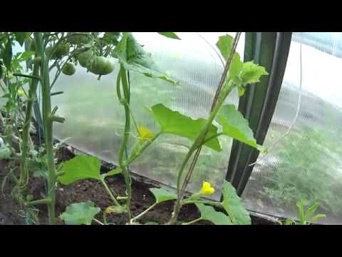 Planting a melon in a polycarbonate greenhouse