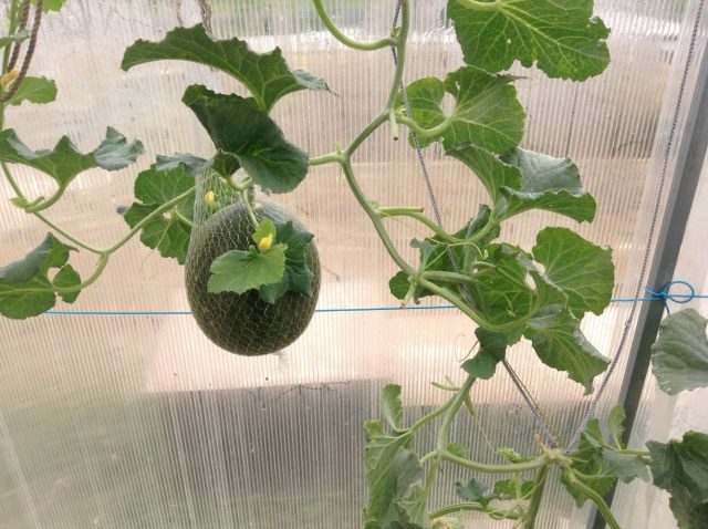 Planting a melon in a polycarbonate greenhouse