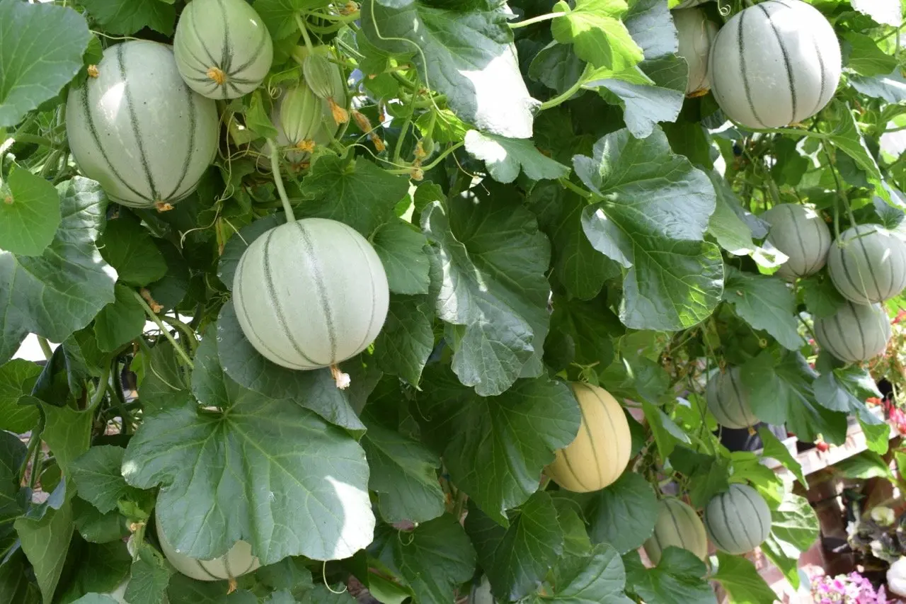 Planting a melon in a polycarbonate greenhouse