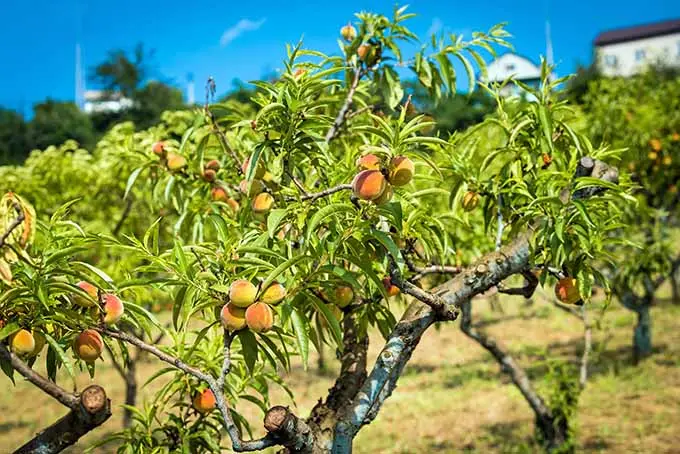 Planting a peach in autumn: rules and main features