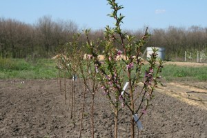 Planting a peach: scheme, rules and further care