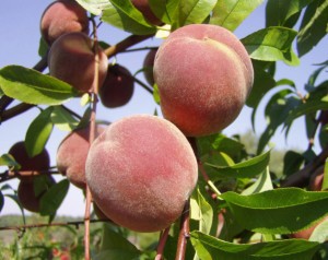 Planting a peach: scheme, rules and further care