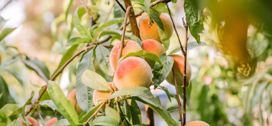 Planting a peach: scheme, rules and further care