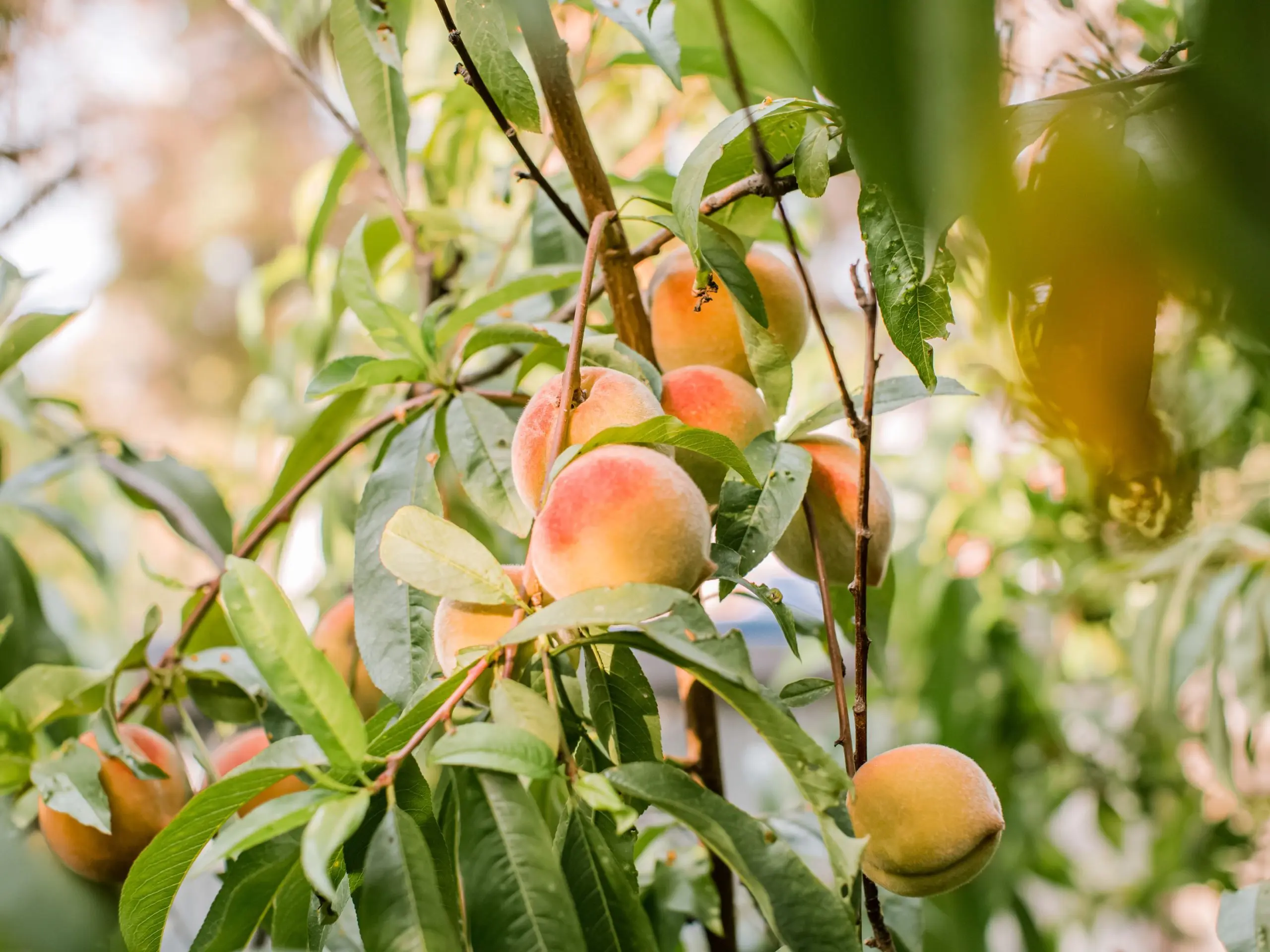 Planting a peach: scheme, rules and further care