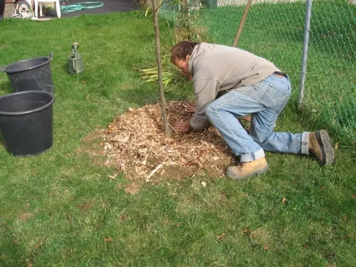 Planting a pear in the fall and further tree care