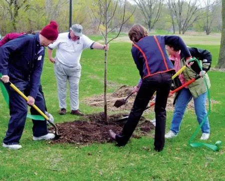 Planting a pear in the fall and further tree care