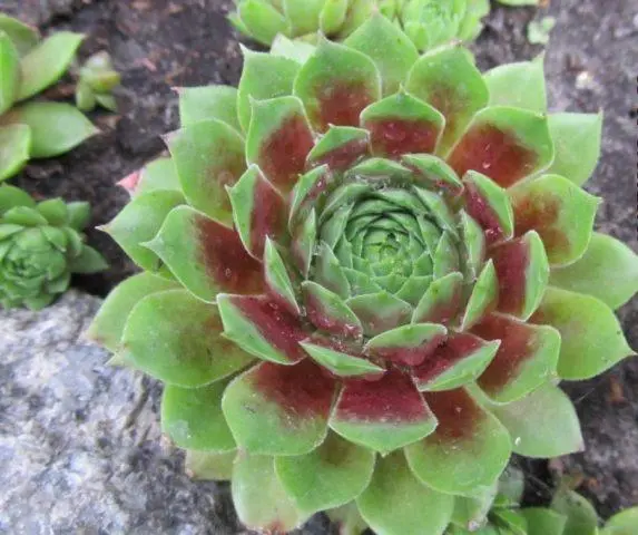 Planting a stone rose (young) in open ground