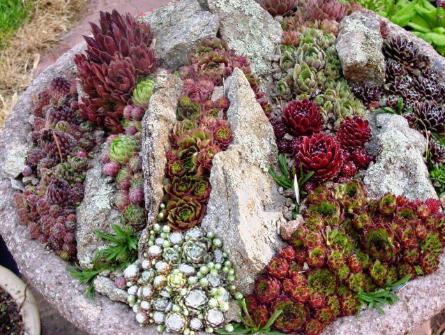 Planting a stone rose (young) in open ground