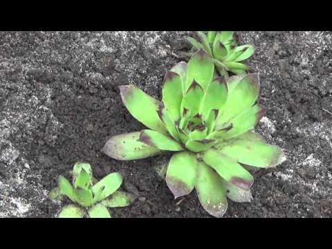 Planting a stone rose (young) in open ground