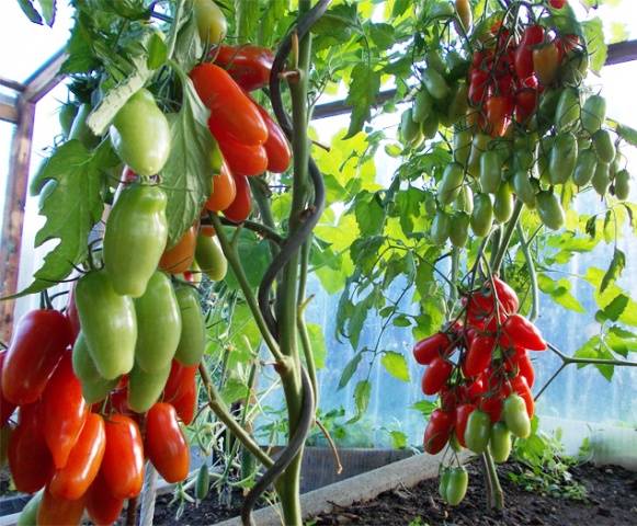 Planting a tomato in a polycarbonate greenhouse: timing 