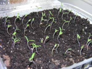 Planting a tomato in a polycarbonate greenhouse: timing 