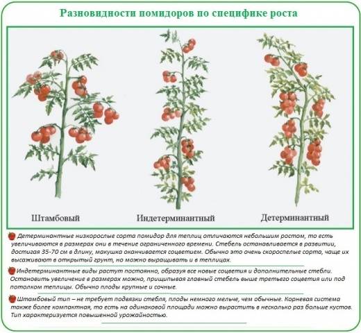 Planting a tomato in a polycarbonate greenhouse: timing 