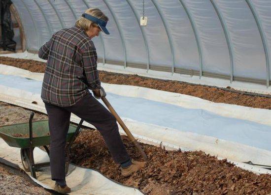 Planting a tomato in a polycarbonate greenhouse: timing 