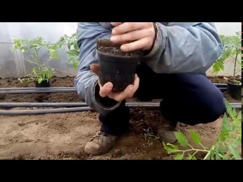 Planting a tomato in a polycarbonate greenhouse: timing 