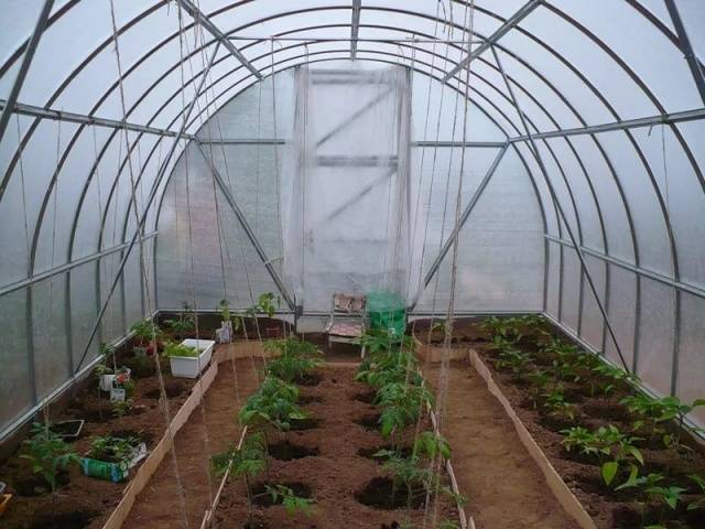 Planting a tomato in a polycarbonate greenhouse: timing 