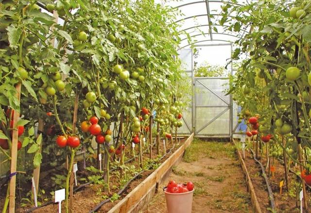 Planting a tomato in a polycarbonate greenhouse: timing 