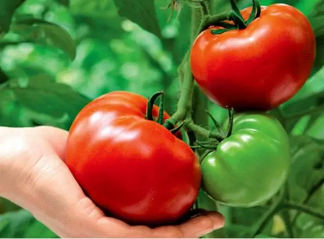 Planting a tomato in open ground in the Urals 