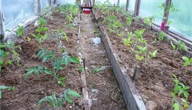 Planting a tomato in open ground in the Urals 