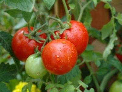 Planting a tomato in open ground in the Urals 