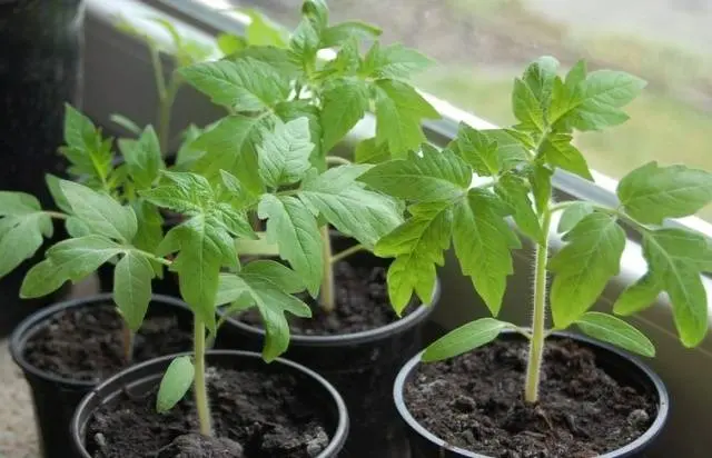 Planting a tomato in open ground in the Urals 