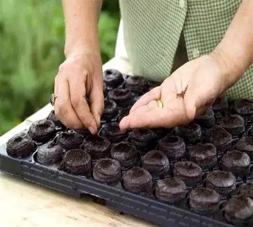 Planting a tomato in open ground in the Urals 