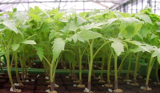 Planting a tomato in open ground in the Urals 