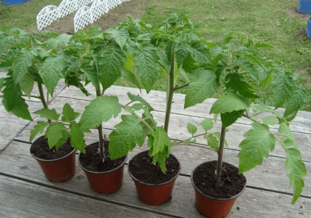 Planting a tomato in open ground in the Urals 