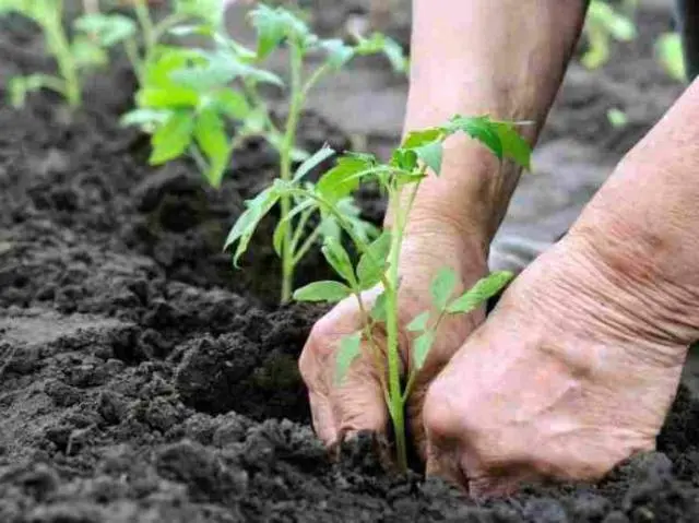 Planting a tomato in open ground in the Urals 