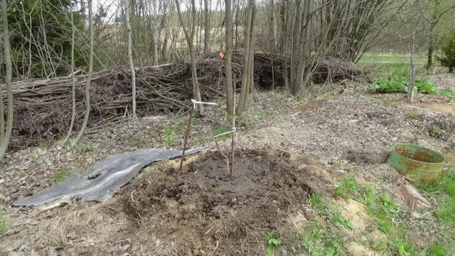 Planting an apple tree if groundwater is close