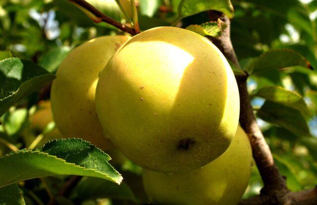 Planting an apple tree if groundwater is close