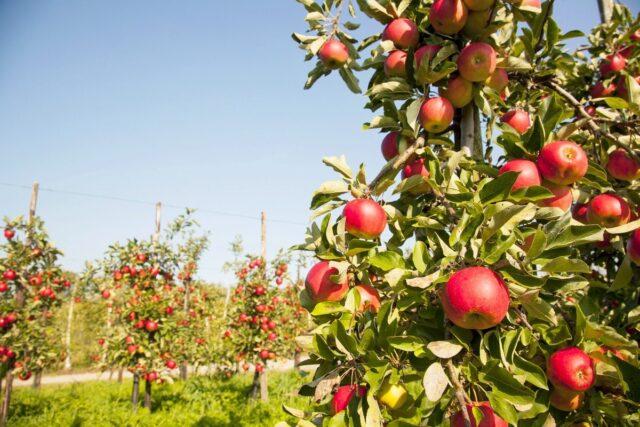 Planting an apple tree if groundwater is close