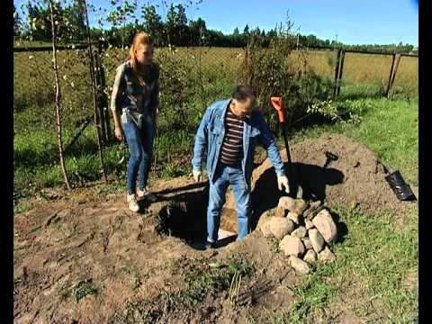 Planting an apple tree if groundwater is close