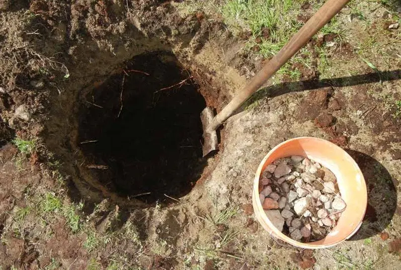 Planting an apple tree in autumn in the Moscow region: choosing a place and soil, reviewing varieties for the region