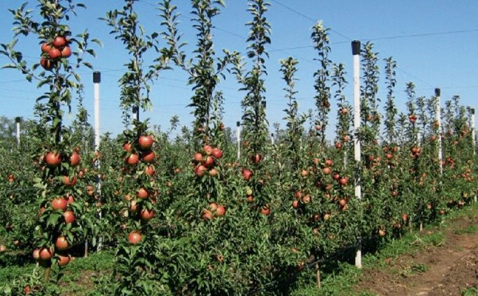 Planting an apple tree in autumn in the Moscow region: choosing a place and soil, reviewing varieties for the region