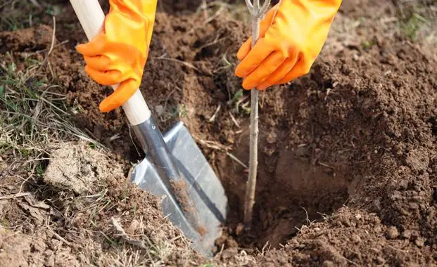 Planting an apple tree in autumn in the Moscow region: choosing a place and soil, reviewing varieties for the region