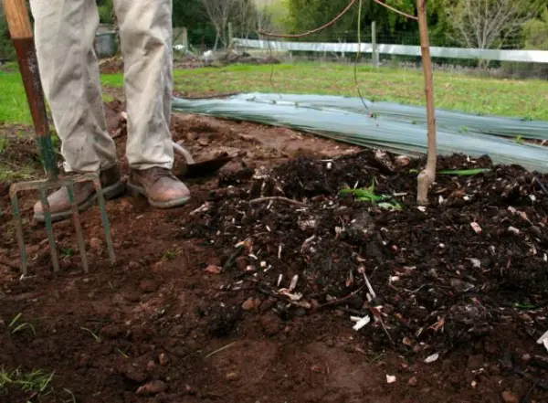 Planting an apple tree in autumn in the Moscow region: choosing a place and soil, reviewing varieties for the region