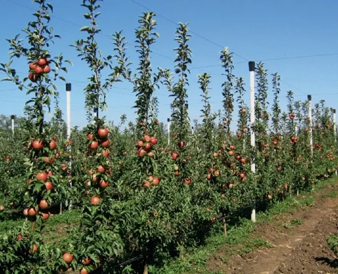 Planting an apple tree in autumn in the Moscow region: choosing a place and soil, reviewing varieties for the region