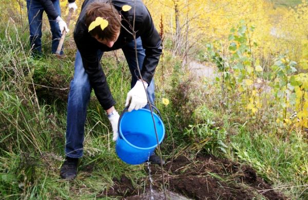 Planting an apple tree in autumn: tips, rules, recommendations