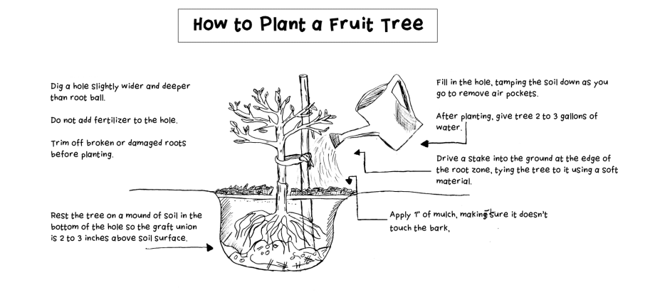 Planting an apple tree in autumn: tips, rules, recommendations