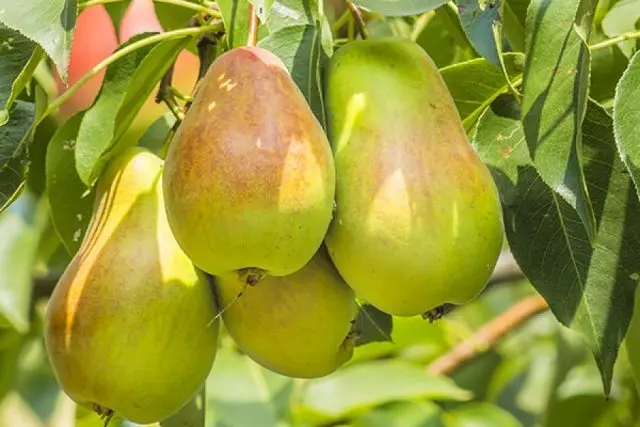 Planting and caring for a pear in the fall, preparing for winter