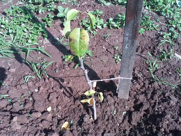 Planting and caring for a pear in the fall, preparing for winter