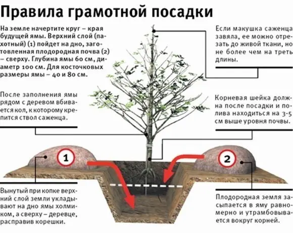 Planting and caring for a pear in the fall, preparing for winter