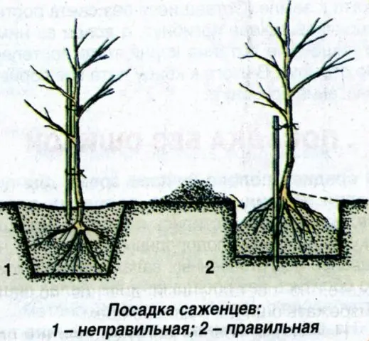 Planting and caring for a pear in the fall, preparing for winter