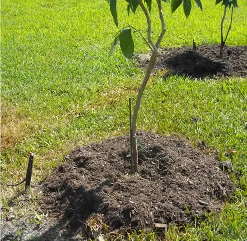 Planting and caring for a pear in the fall, preparing for winter