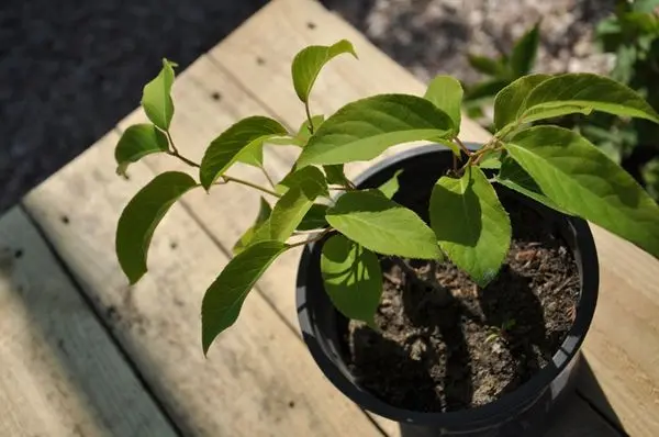 Planting and caring for actinidia: choosing a place and soil, watering, top dressing, crown formation, reproduction + best varieties